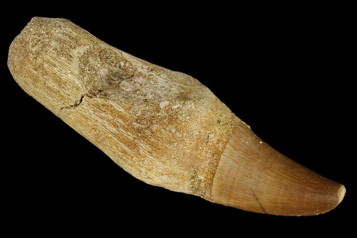 Fossil Rooted Mosasaur (Prognathodon) Tooth - Morocco #116866